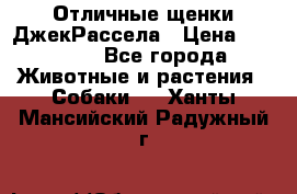 Отличные щенки ДжекРассела › Цена ­ 50 000 - Все города Животные и растения » Собаки   . Ханты-Мансийский,Радужный г.